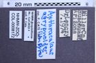 Etiketten zu Anthracalaus agrypnoides (NHMW-ZOO-COL-0008172)